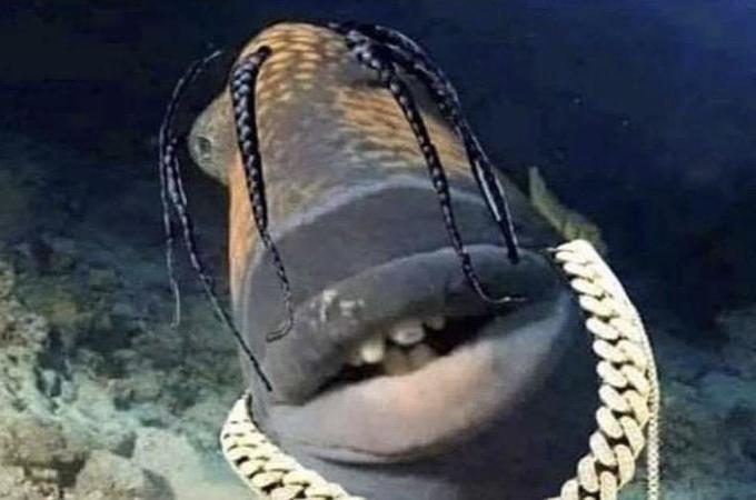 trafish scott